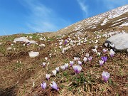 42 In salita da Baita Zuccone per Capanna 2000 Crocus vernus (Zafferano maggiore) bianchi e violetti